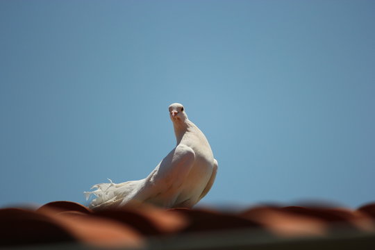 Posta G&uuml;vercini