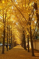 Deurstickers autumn in beijing © nathanxrx