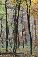 Fototapeta premium Herbst