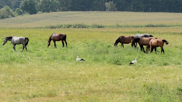 Pferde und St&ouml;rche auf der Wiese im Sommer