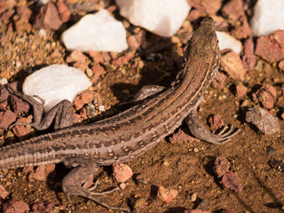 Kleine Kanareneidechse auf Teneriffa