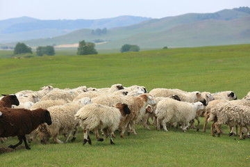 Obraz premium pasture