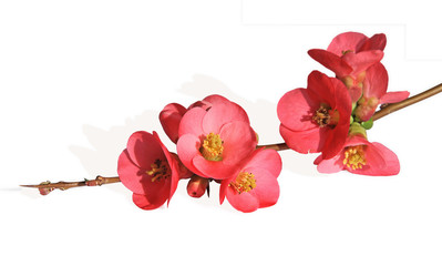 Fototapeta premium fleur de cognassier du Japon