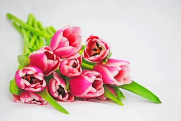 Gordijnen Mooie roze tulpen © trinetuzun
