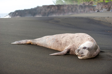 Elephant de mer - Phoque - 2113 © pixelimagepro