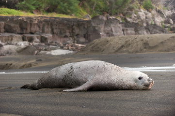 Elephant de mer - Phoque - 2072