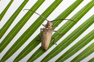 Longicorne - Taon Jacque - 0203