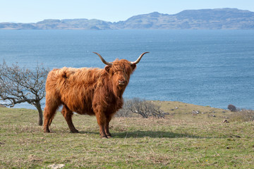 Highlands cattle by the sea