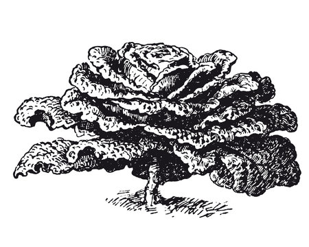 Choux cabus