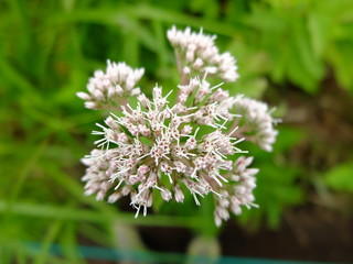 野草　野に咲く花