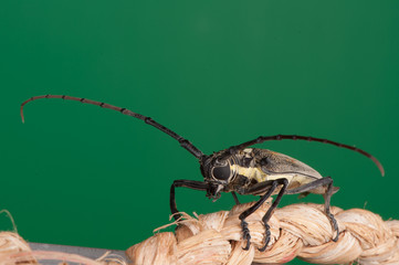 Longicorne - Taon Jacque - 2877