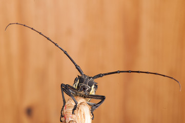 Longicorne - Taon Jacque - 2873