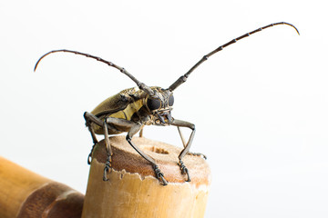 Longicorne - Taon Jacque - 0223