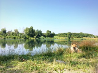 Hund am See