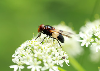 Fliege