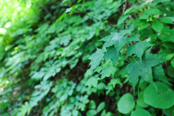 Obraz premium 緑の葉