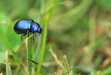 Coléoptère bleu
