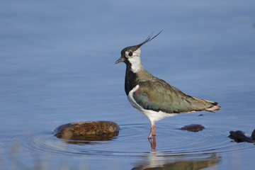 Northern lapwing, Vanellus vanellus