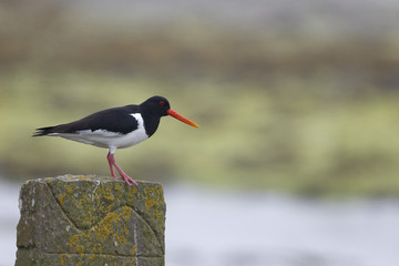 Oystercatcher, Haematopus ostralegus