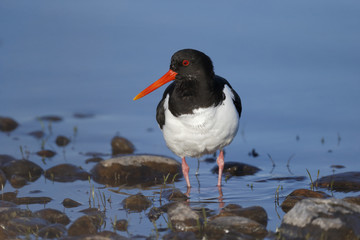Oystercatcher, Haematopus ostralegus