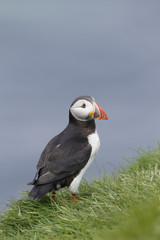 Puffin, Fratercula arctica