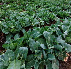 Cabbage vegetable field