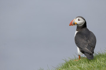 Puffin, Fratercula arctica