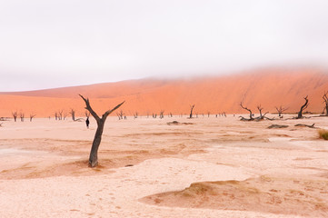 Fototapeta na wymiar Landscape of Dead Vlei, Sossusvlei, Namib desert, Africa