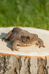 frog on the tree stump