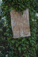 Bulletin board on overgrown pole
