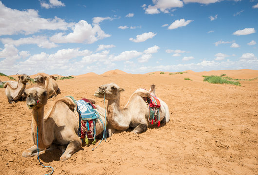 Camels have a rest in desert