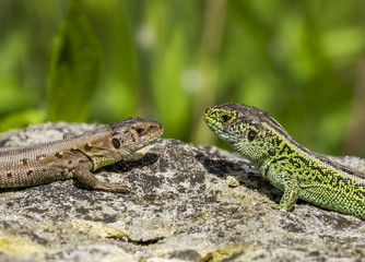 Obraz premium two lizards on a stone