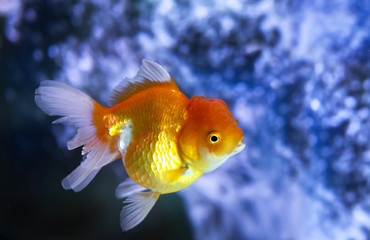 Goldfish in Aquarium.Fish and water are saturate colour with dis
