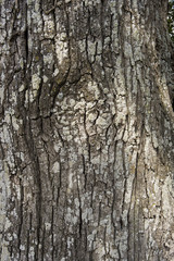 Fototapeta premium écorce