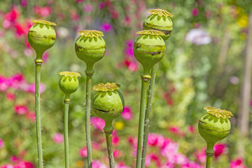 poppy heads in the garden