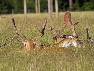 group of stags lying in the grass