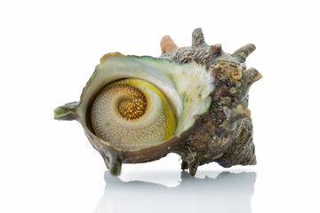 サザエ turban shell 白背景