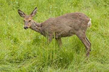 Roe deer