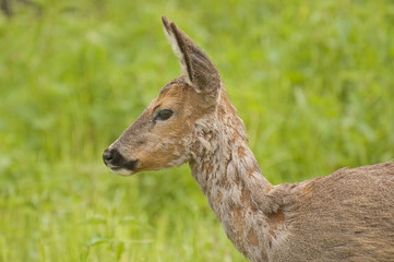 Roe deer