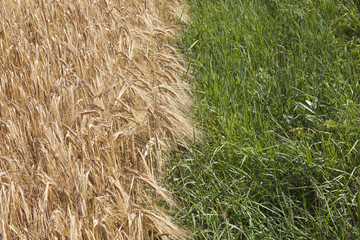 Edge of grain field.