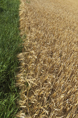 Edge of grain field.