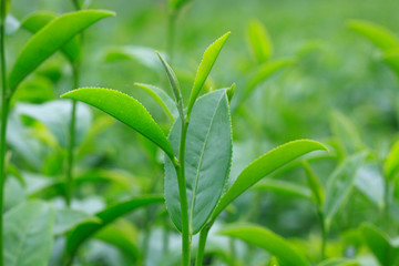 Fototapeta na wymiar Cluster of young green tea leaf in tea field, Tea Plantations
