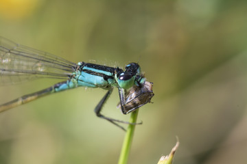 dragonfly on the steam