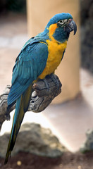 Blue and yellow macaw