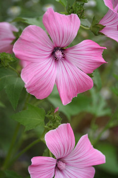 malvarosa rosa_ giardino