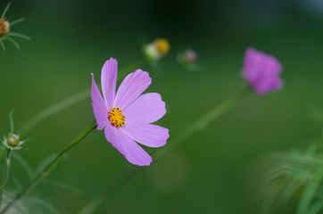 Fototapeta premium beautifu lflowers