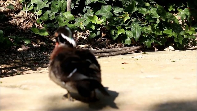 A brown duck after bathing and shaking off water