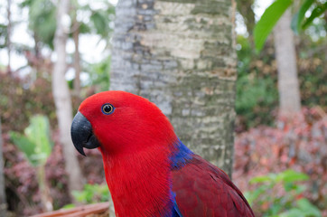 Naklejka premium Eclectus parrot in Loro Park Tenerife, Spain