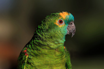 Green parrot, blurred background