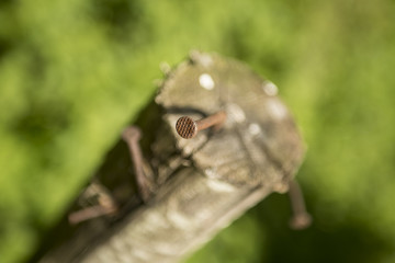 nail in the wood